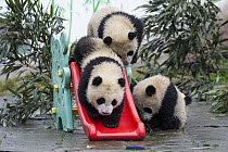 Giant Panda (Ailuropoda melanoleuca) seven month old cubs playing on slide, Bifengxia Panda Base, Sichuan, China