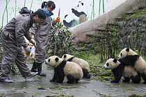 Giant Panda (Ailuropoda melanoleuca) keepers with seven month old cubs, Bifengxia Panda Base, Sichuan, China