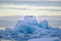 Polar Bear (Ursus maritimus) on iceberg, Scoresby Sound, Greenland