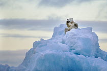 Polar Bear (Ursus maritimus) rolling on iceberg, Scoresby Sound, Greenland