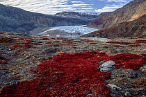 Tundra plants and glacier, Scoresby Sound, Greenland