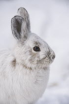Snowshoe Hare (Lepus americanus) in winter, Alaska