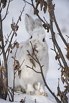 Snowshoe Hare (Lepus americanus) browsing in winter, Alaska
