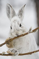 Snowshoe Hare (Lepus americanus) browsing on a Pussy Willow (Salix discolor) twig in winter, Alaska