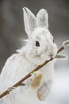 Snowshoe Hare (Lepus americanus) browsing on a Pussy Willow (Salix discolor) twig in winter, Alaska