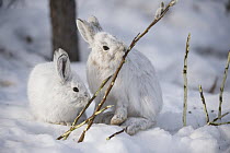 Snowshoe Hare (Lepus americanus) pair browsing on a Pussy Willow (Salix discolor) twig in winter, Alaska