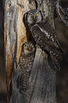 Northern Hawk Owl (Surnia ulula) pair at nest, Alaska