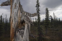 Northern Hawk Owl (Surnia ulula) parent bringing Northern Red-backed Vole (Clethrionomys rutilus)prey to chicks in nest in taiga, Alaska
