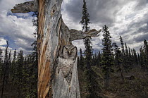 Northern Hawk Owl (Surnia ulula) in nest in taiga, Alaska