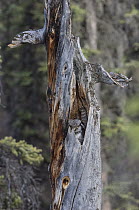 Northern Hawk Owl (Surnia ulula) in nest, Alaska