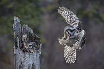 Northern Hawk Owl (Surnia ulula) male bringing Northern Red-backed Vole (Clethrionomys rutilus) prey to incubating female, Alaska