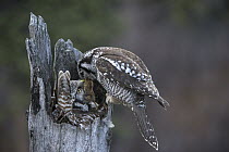 Northern Hawk Owl (Surnia ulula) male feeding Northern Red-backed Vole (Clethrionomys rutilus) prey to incubating female, Alaska