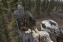 Northern Hawk Owl (Surnia ulula) landing at nest with eggs in taiga, Alaska