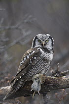 Northern Hawk Owl (Surnia ulula) with Northern Red-backed Vole (Clethrionomys rutilus) prey, Alaska