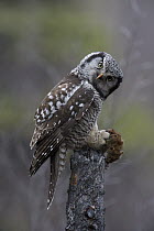 Northern Hawk Owl (Surnia ulula) with Northern Red-backed Vole (Clethrionomys rutilus) prey, Alaska