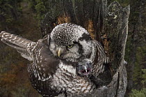 Northern Hawk Owl (Surnia ulula) brooding chick on nest, Alaska