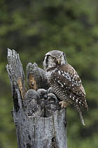 Northern Hawk Owl (Surnia ulula) parent with chicks at nest, Alaska