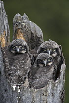 Northern Hawk Owl (Surnia ulula) chicks in nest, Alaska