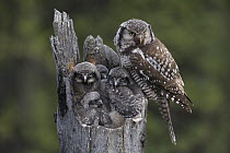 Northern Hawk Owl (Surnia ulula) parent with chicks at nest, Alaska