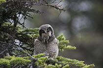 Northern Hawk Owl (Surnia ulula) fledgling swallowing Northern Red-backed Vole (Clethrionomys rutilus) prey, Alaska, sequence 1 of 5