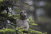 Northern Hawk Owl (Surnia ulula) fledgling swallowing Northern Red-backed Vole (Clethrionomys rutilus) prey, Alaska, sequence 2 of 5
