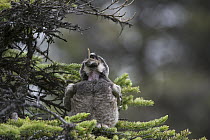Northern Hawk Owl (Surnia ulula) fledgling swallowing Northern Red-backed Vole (Clethrionomys rutilus) prey, Alaska, sequence 3 of 5