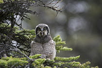 Northern Hawk Owl (Surnia ulula) fledgling swallowing Northern Red-backed Vole (Clethrionomys rutilus) prey, Alaska, sequence 4 of 5