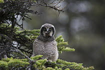 Northern Hawk Owl (Surnia ulula) fledgling swallowing Northern Red-backed Vole (Clethrionomys rutilus) prey, Alaska, sequence 5 of 5