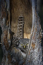 Northern Hawk Owl (Surnia ulula) on nest, Alaska