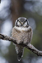 Northern Hawk Owl (Surnia ulula), Alaska