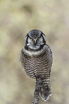 Northern Hawk Owl (Surnia ulula), Alaska