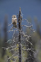 Northern Hawk Owl (Surnia ulula) perched on snag, Alaska