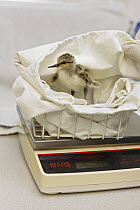 American Avocet (Recurvirostra americana) three day old orphan chick on scale, International Bird Rescue, Fairfield, California