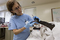 Brandt's Cormorant (Phalacrocorax penicillatus) rehabilitator, Arlene Davis, examining juvenile, International Bird Rescue, Fairfield, California
