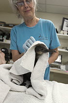 Brandt's Cormorant (Phalacrocorax penicillatus) rehabilitator, Martha Grimson, drying juvenile, International Bird Rescue, Fairfield, California