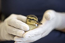 Mallard (Anas platyrhynchos) rehabilitator, Isabel Luevano, with one day old orphan duckling, International Bird Rescue, Fairfield, California
