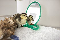 Mallard (Anas platyrhynchos) orphan three day old duckling in incubator with feather duster as surrogate mom and mirror for sibling reflections, International Bird Rescue, Fairfield, California