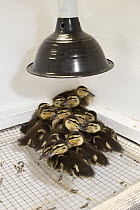 Mallard (Anas platyrhynchos) two day old orphan ducklings under heat lamp, International Bird Rescue, Fairfield, California