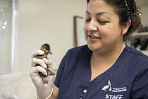 Mallard (Anas platyrhynchos) rehabilitator, Isabel Luevano, holding two day old orphan duckling, International Bird Rescue, Fairfield, California