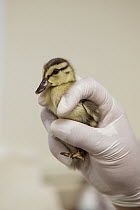Mallard (Anas platyrhynchos) two day old orphan duckling, International Bird Rescue, Fairfield, California
