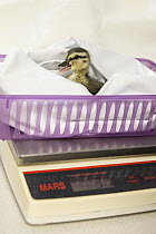 Mallard (Anas platyrhynchos) two day old orphan duckling calling while on scale, International Bird Rescue, Fairfield, California