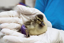 Mallard (Anas platyrhynchos) two day old orphan duckling with broken leg, International Bird Rescue, Fairfield, California