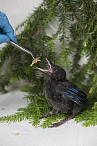 Steller's Jay (Cyanocitta stelleri) orphan chick being fed worms, Sarvey Wildlife Care Center, Arlington, Washington