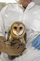 Barn Owl (Tyto alba) rehabilitator, Isabel Luevano, holding oiled owl, International Bird Rescue, Fairfield, California