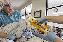 Great White Pelican (Pelecanus onocrotalus) rehabilitator, holding bird with fish hook injury, International Bird Rescue, Fairfield, California