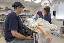 Great White Pelican (Pelecanus onocrotalus) rehabilitator, Michelle Bellizzi, and veterinarian, Becky Duerr, performing surgery on pelican injured by fishing hook caught in wing, International Bird Re...