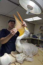Great White Pelican (Pelecanus onocrotalus) rehabilitator, Michelle Bellizzi, examining pelican after surgery, International Bird Rescue, Fairfield, California