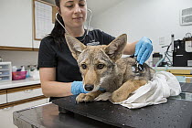 Coyote (Canis latrans) rehabilitator, Jessie Paolello, examining two month old orphan pup, Sarvey Wildlife Care Center, Arlington, Washington
