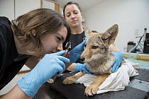 Coyote (Canis latrans) rehabilitators, Jessie Lazaris and Jessie Paolello, examining two month old orphan pup, Sarvey Wildlife Care Center, Arlington, Washington