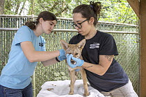 Coyote (Canis latrans) rehabilitators, Miki Forsberg and Allison Dianis, vaccinating two month old orphan pup, Sarvey Wildlife Care Center, Arlington, Washington